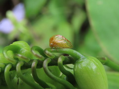 Smiliinae