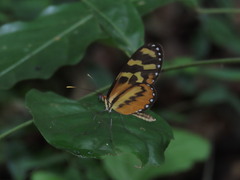 Mechanitis polymnia lycidice