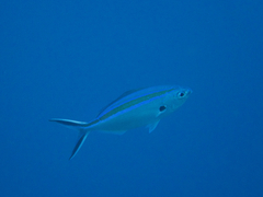 Caesio caerulaurea