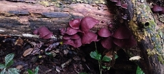 Auricularia auricula-judae