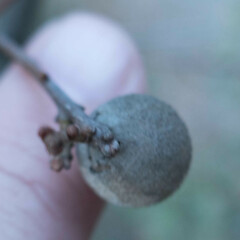 Burnettweldia washingtonensis