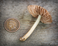 Pluteus plautus