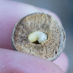 Burnettweldia washingtonensis