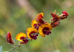 Bossiaea eriocarpa