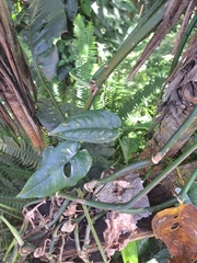 Monstera siltepecana