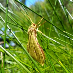 Aenetus eximia
