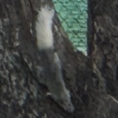 Callosciurus finlaysonii