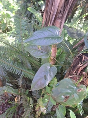 Monstera siltepecana