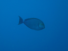 Acanthurus mata