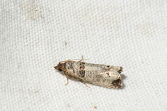 Notocelia culminana