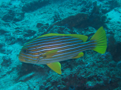 Plectorhinchus polytaenia