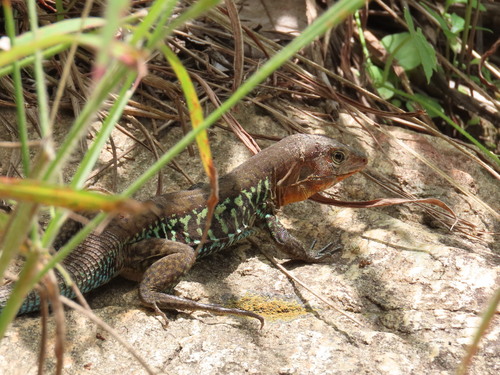 Rainbow Ameiva