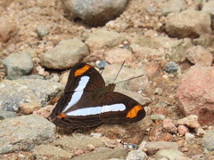 Adelpha iphicleola iphicleola