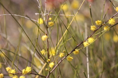 Acacia juncifolia