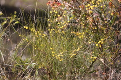 Acacia juncifolia