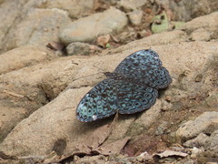 Hamadryas atlantis atlantis