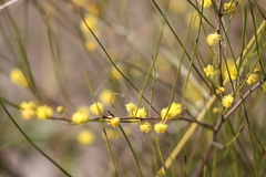 Acacia juncifolia