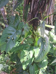 Monstera siltepecana