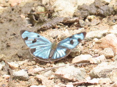 Dynamine postverta mexicana