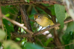 Pachysylvia aurantiifrons