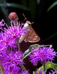 Atalopedes campestris