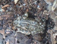 Anaxyrus boreas halophilus