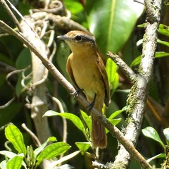 Pachyramphus castaneus