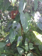 Monstera siltepecana