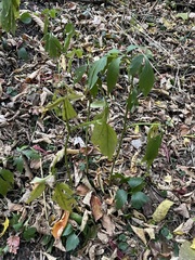 Rudbeckia laciniata