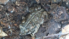 Anaxyrus boreas halophilus
