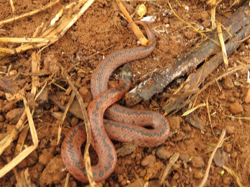 Photo of a Paraguayan Ground Snake (Atractus paraguayensis)