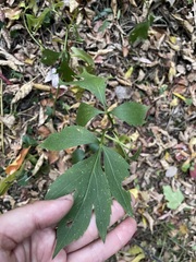 Rudbeckia laciniata