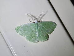 Chlorocoma tachypora