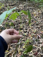Rudbeckia laciniata