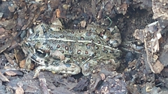 Anaxyrus boreas halophilus