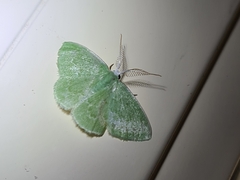 Chlorocoma tachypora