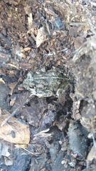 Anaxyrus boreas halophilus