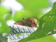 Doxocopa laurentia cherubina