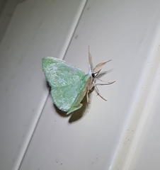 Chlorocoma tachypora