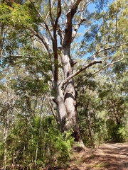 Eucalyptus pilularis