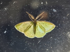 Chlorocoma tachypora