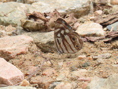 Dynamine postverta mexicana