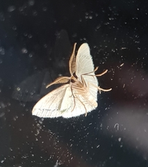 Chlorocoma tachypora