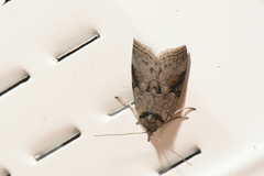 Nycteola
