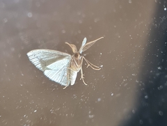 Chlorocoma tachypora