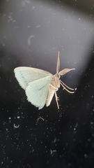 Chlorocoma tachypora