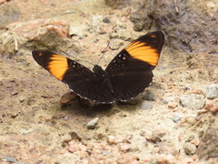 Adelpha melanthe