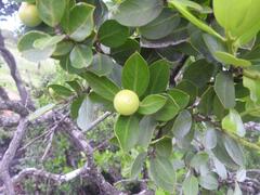 Acokanthera rotundata