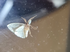 Chlorocoma tachypora