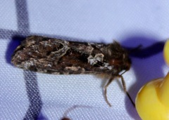 Korscheltellus gracilis